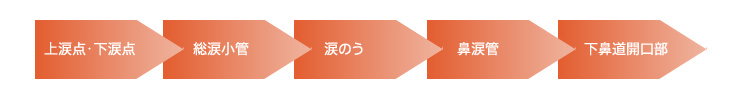 涙道の構造